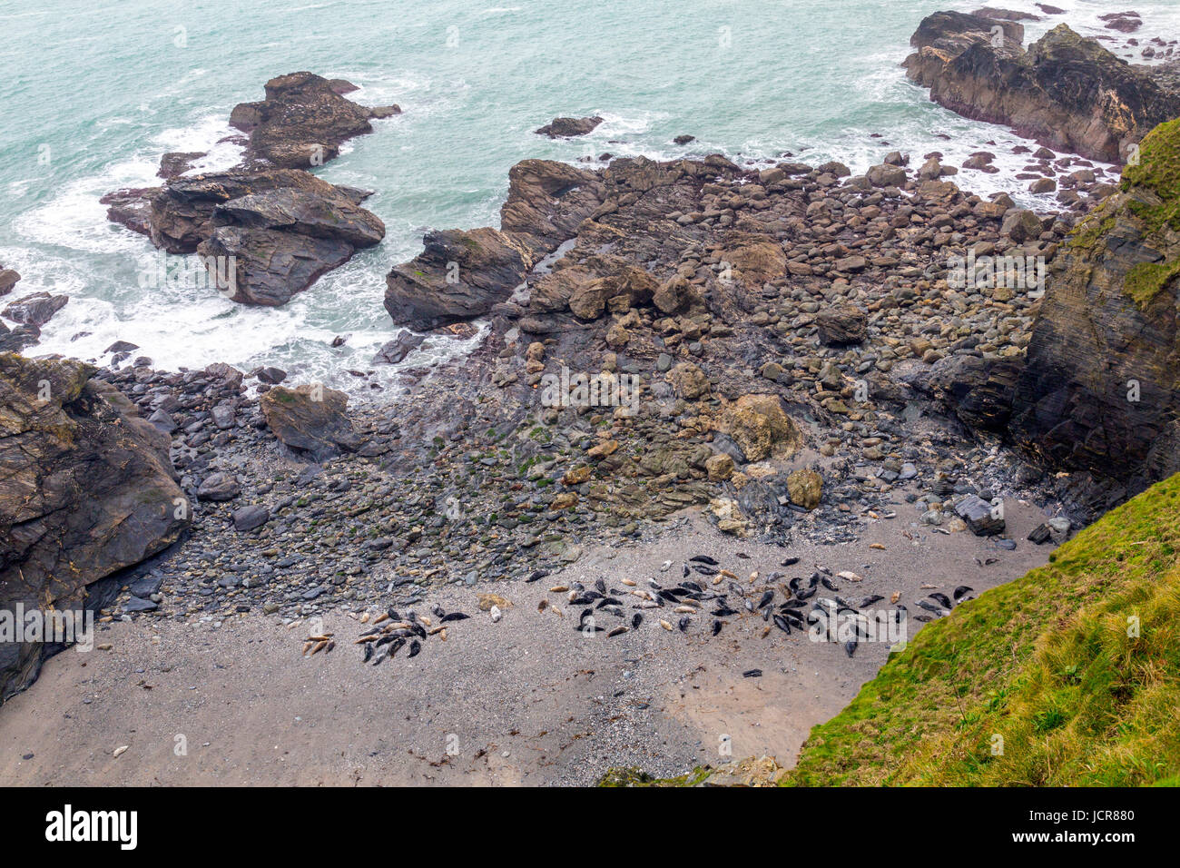 Carni di montone Cove è un inaccessibile cove vicino Godrevy Point in North Cornwall dove un gran numero di foche grigie (Halichoerus grypus) raccogliere sulla sua spiaggia. Foto Stock