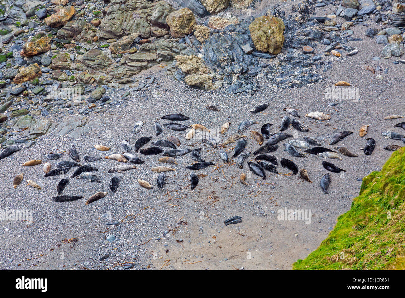Carni di montone Cove è un inaccessibile cove vicino Godrevy Point in North Cornwall dove un gran numero di foche grigie (Halichoerus grypus) raccogliere sulla sua spiaggia. Foto Stock
