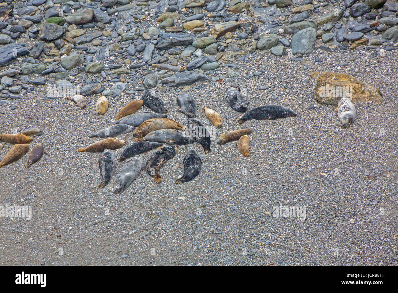 Carni di montone Cove è un inaccessibile cove vicino Godrevy Point in North Cornwall dove un gran numero di foche grigie (Halichoerus grypus) raccogliere sulla sua spiaggia. Foto Stock