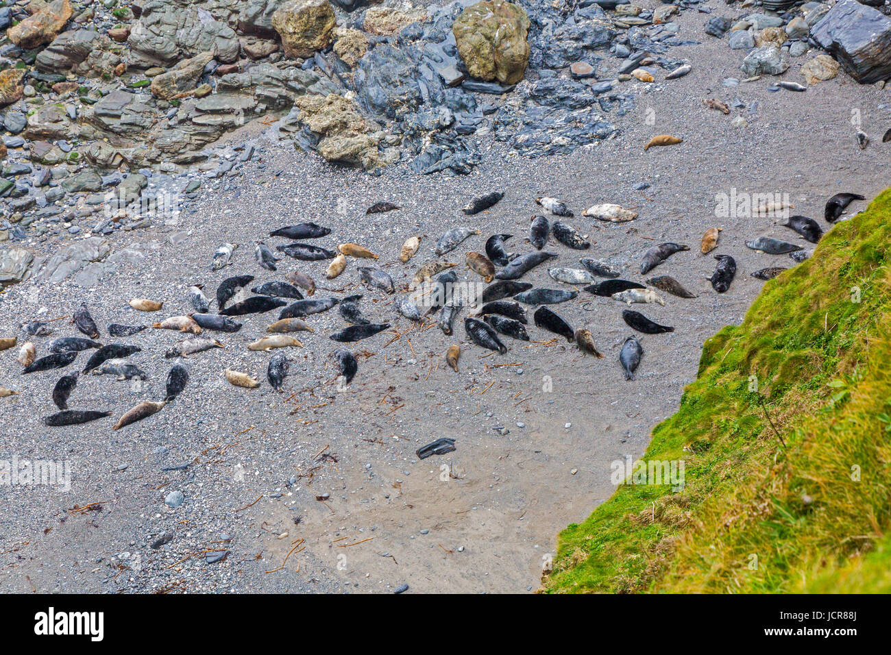 Carni di montone Cove è un inaccessibile cove vicino Godrevy Point in North Cornwall dove un gran numero di foche grigie (Halichoerus grypus) raccogliere sulla sua spiaggia. Foto Stock