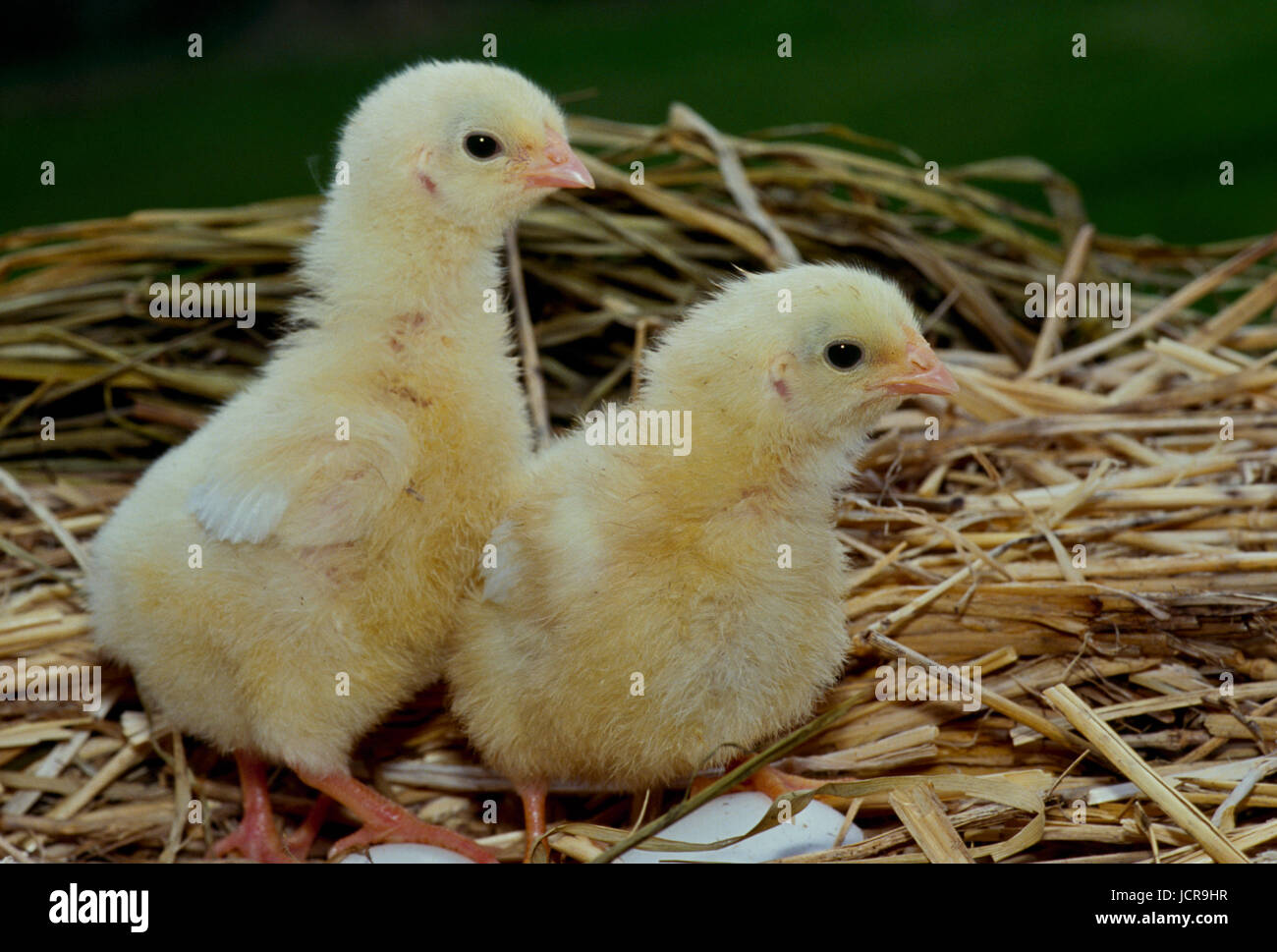 Due Rhode Island red pulcini in piedi nel nido tra le uova, Missouri, Stati Uniti d'America Foto Stock