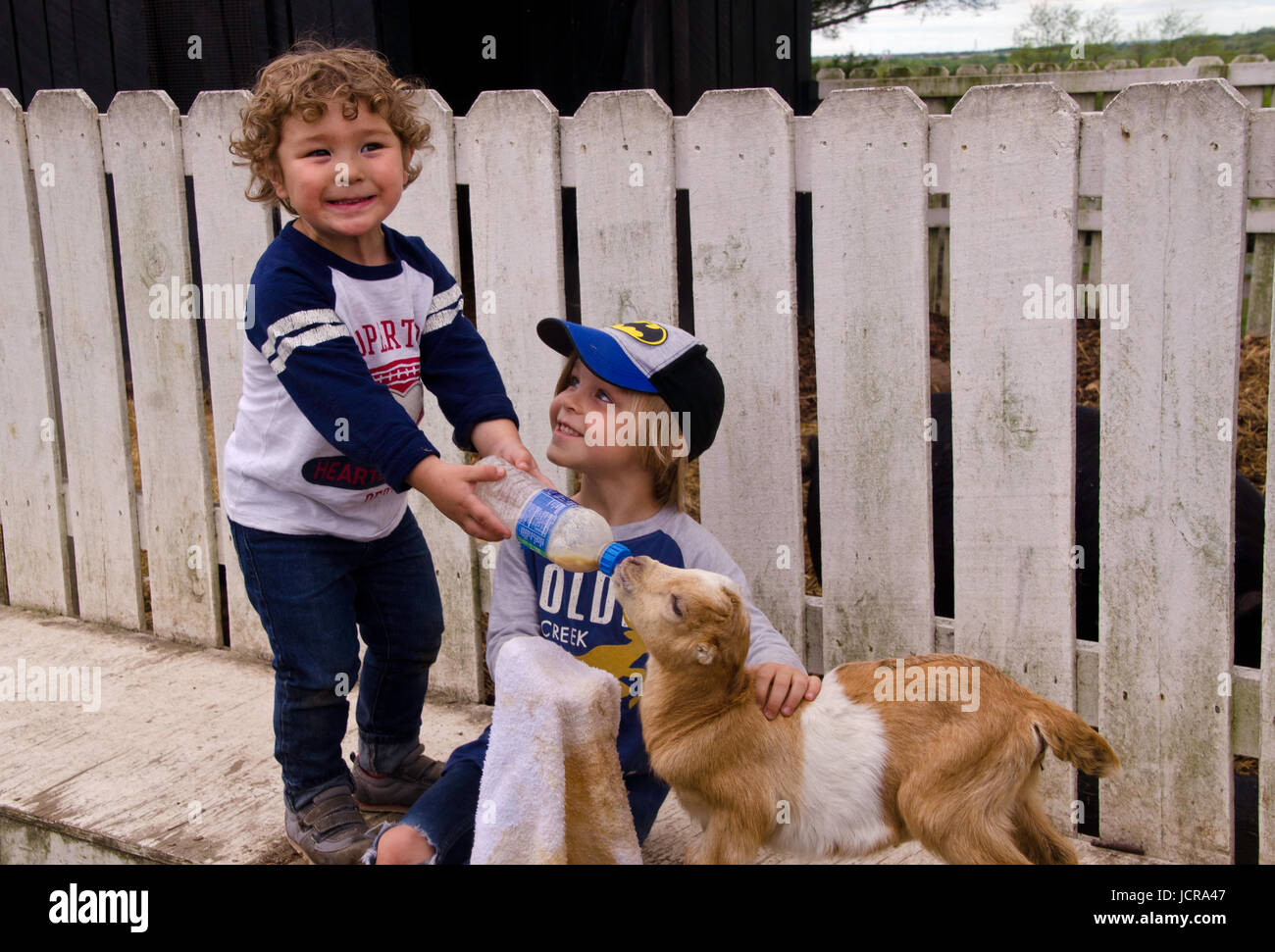 Due ragazzi bottiglia alimentano un bambino capra su farm, Pleasant Hill, Kentucky, Stati Uniti d'America Foto Stock
