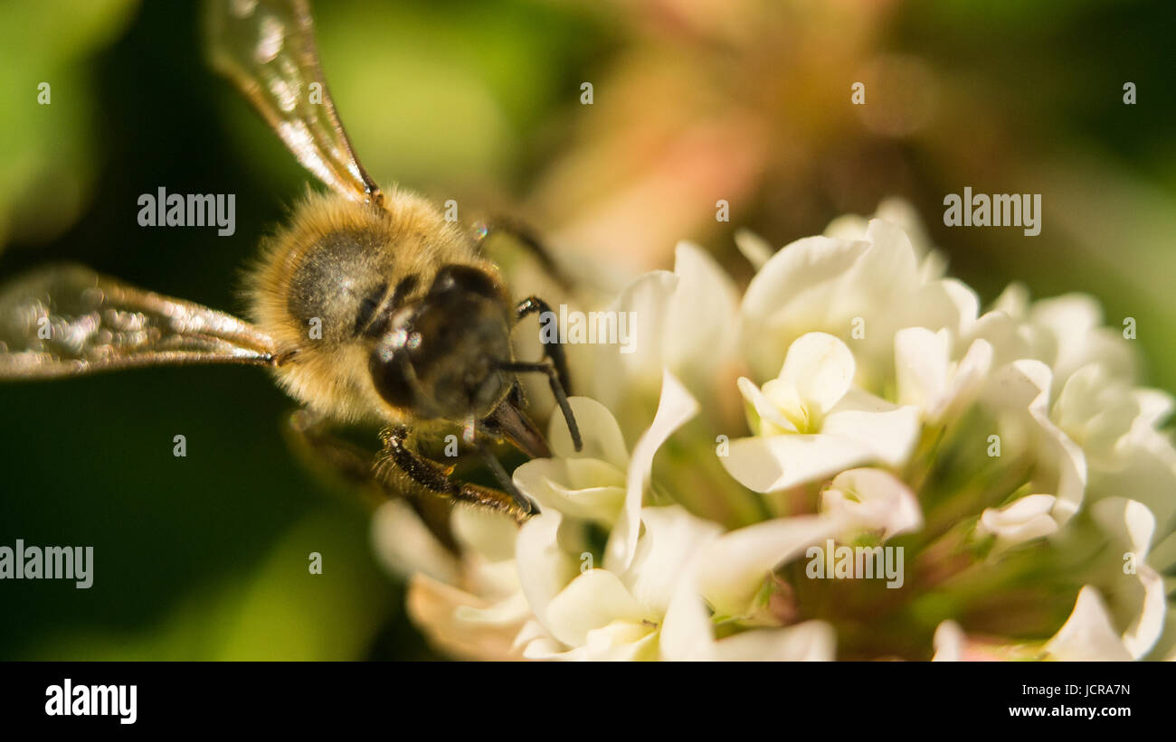 Primo piano della bee al lavoro sul trifoglio bianco fiore per raccogliere il polline A quattro foglie di trifoglio. Foto Stock