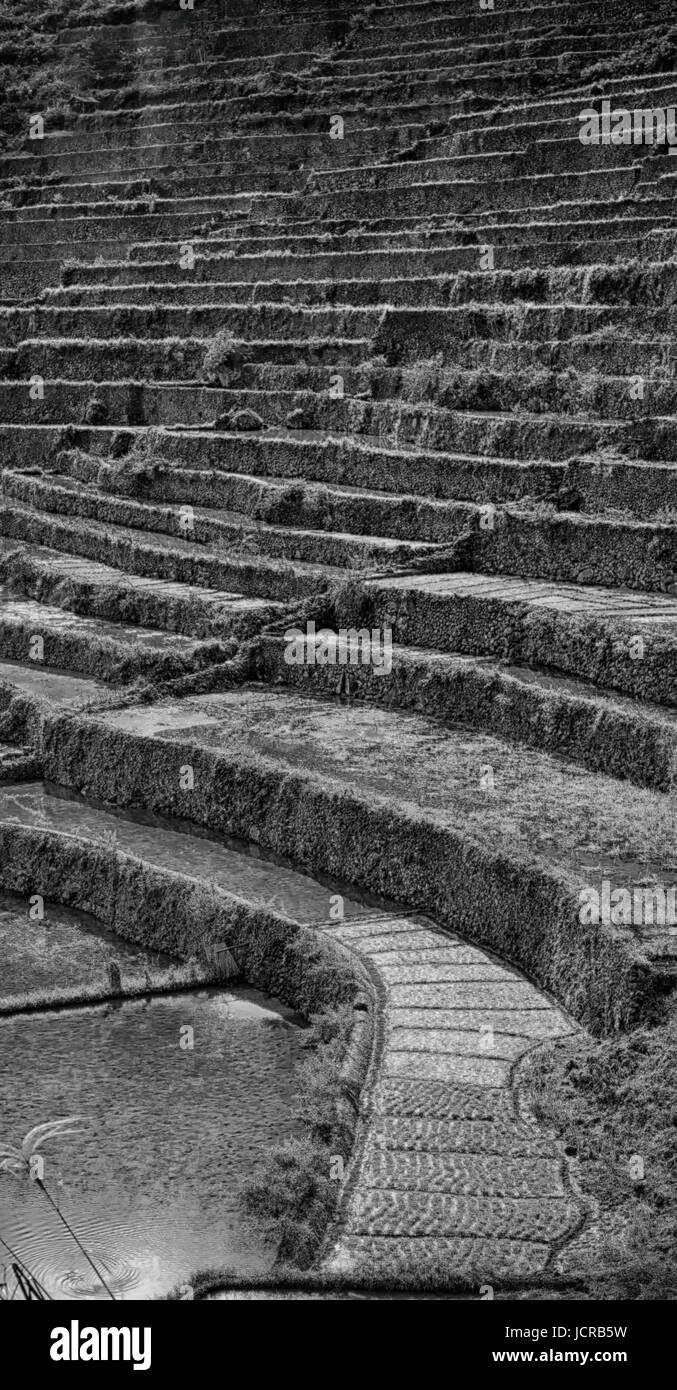 La sfocatura nelle Filippine terrazza campo per coultivation di riso di Banaue sito UNESCO Foto Stock