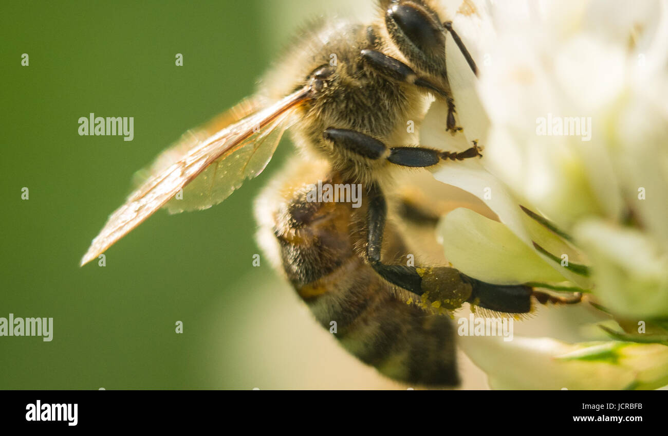 Primo piano della bee al lavoro sul trifoglio bianco fiore per raccogliere il polline A quattro foglie di trifoglio. Foto Stock