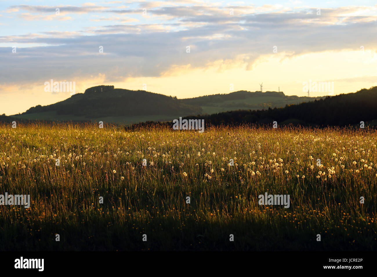 Campo Blowball al set di Sun Foto Stock