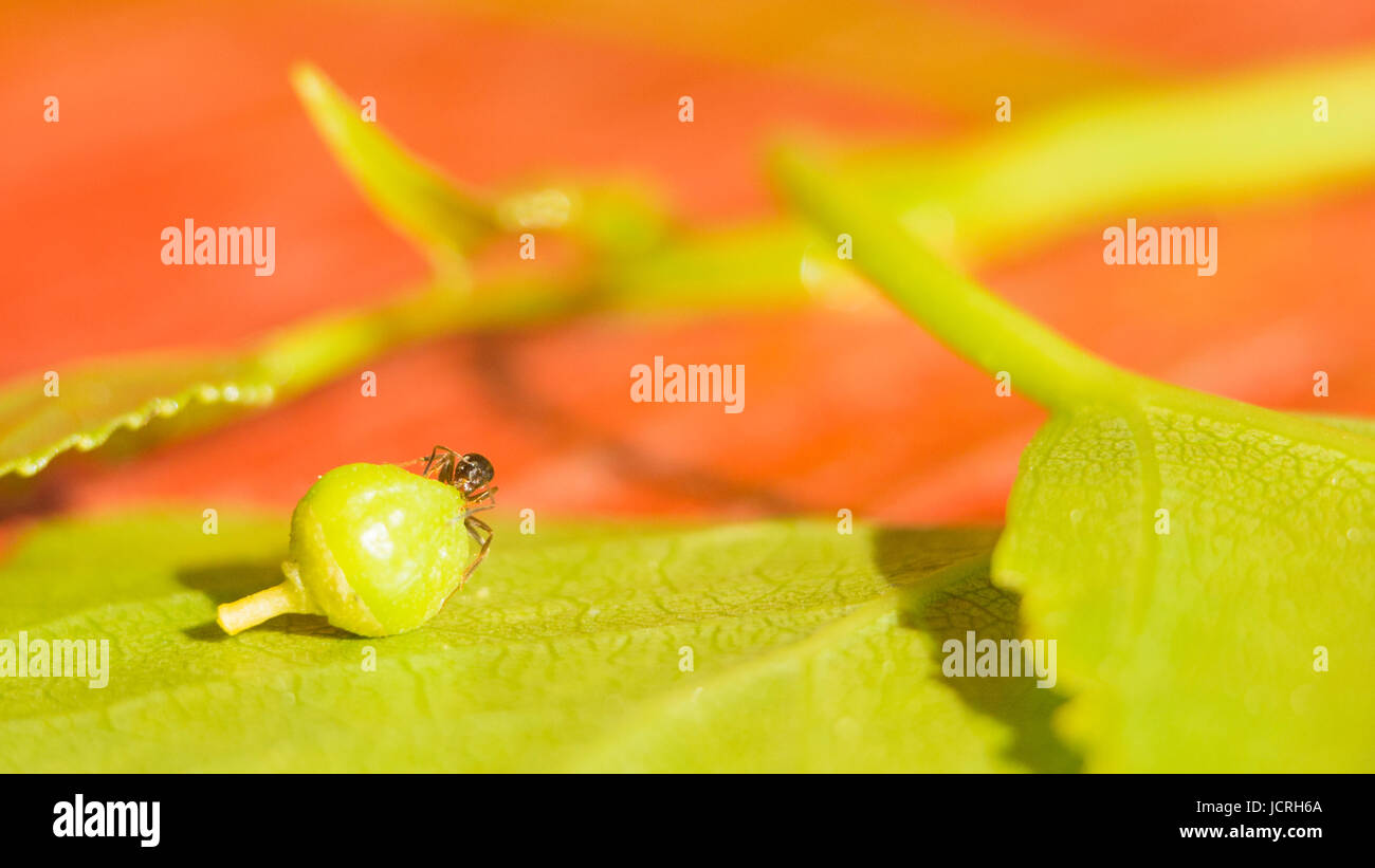 L'ant sulla foglia verde trascina il seme. Mondo in Miniatura, protezione dell'ambiente e la lotta contro il riscaldamento globale. Foto Stock