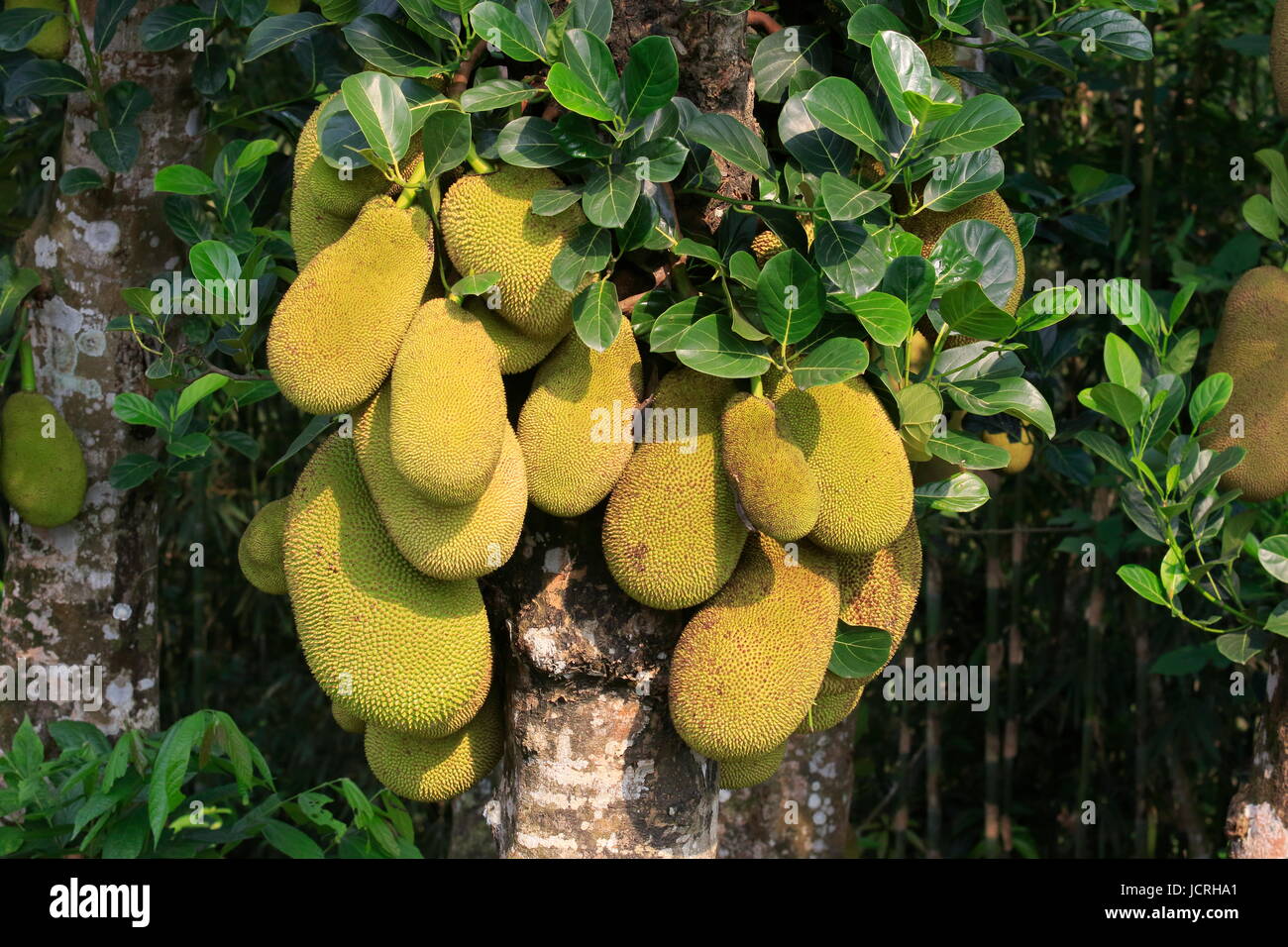 Jackfruit localmente chiamato Kathal. Si tratta di un frutto nazionale del Bangladesh. Rangamati, Chittagong, Bangladesh. Foto Stock