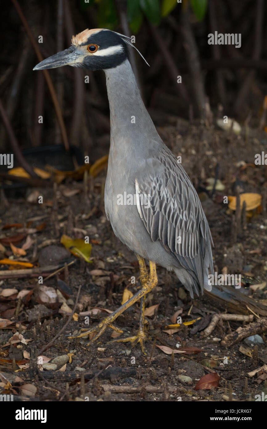 Giallo-incoronato Night-Heron (Nyctanassa violacea), Puerto Rico Foto Stock