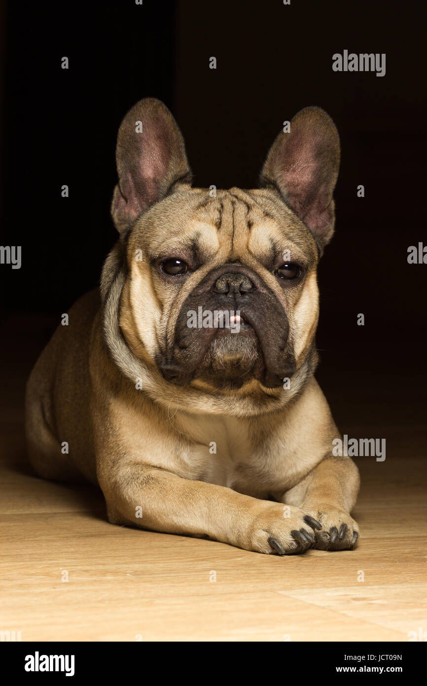 Bulldog francese di colore fulvo, sfondo nero Foto Stock