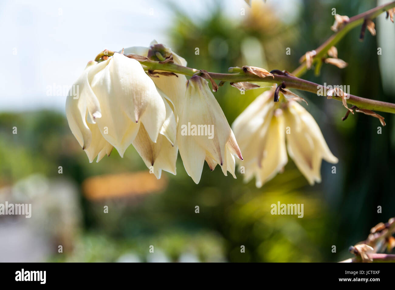 Yucca gloriosa Lone Star Foto Stock