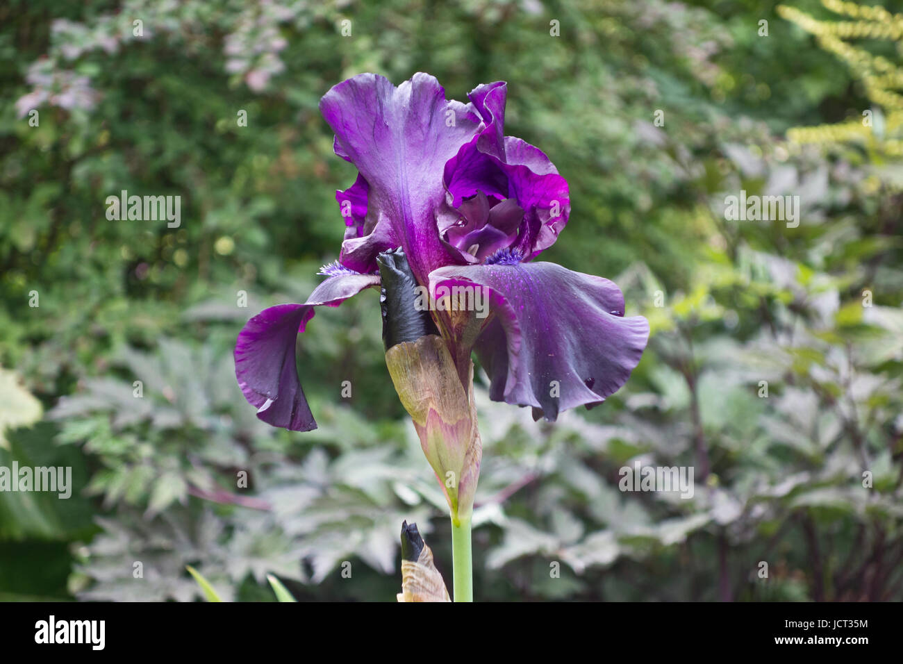 Primo piano della viola iris barbuto 'Superstition' Foto Stock