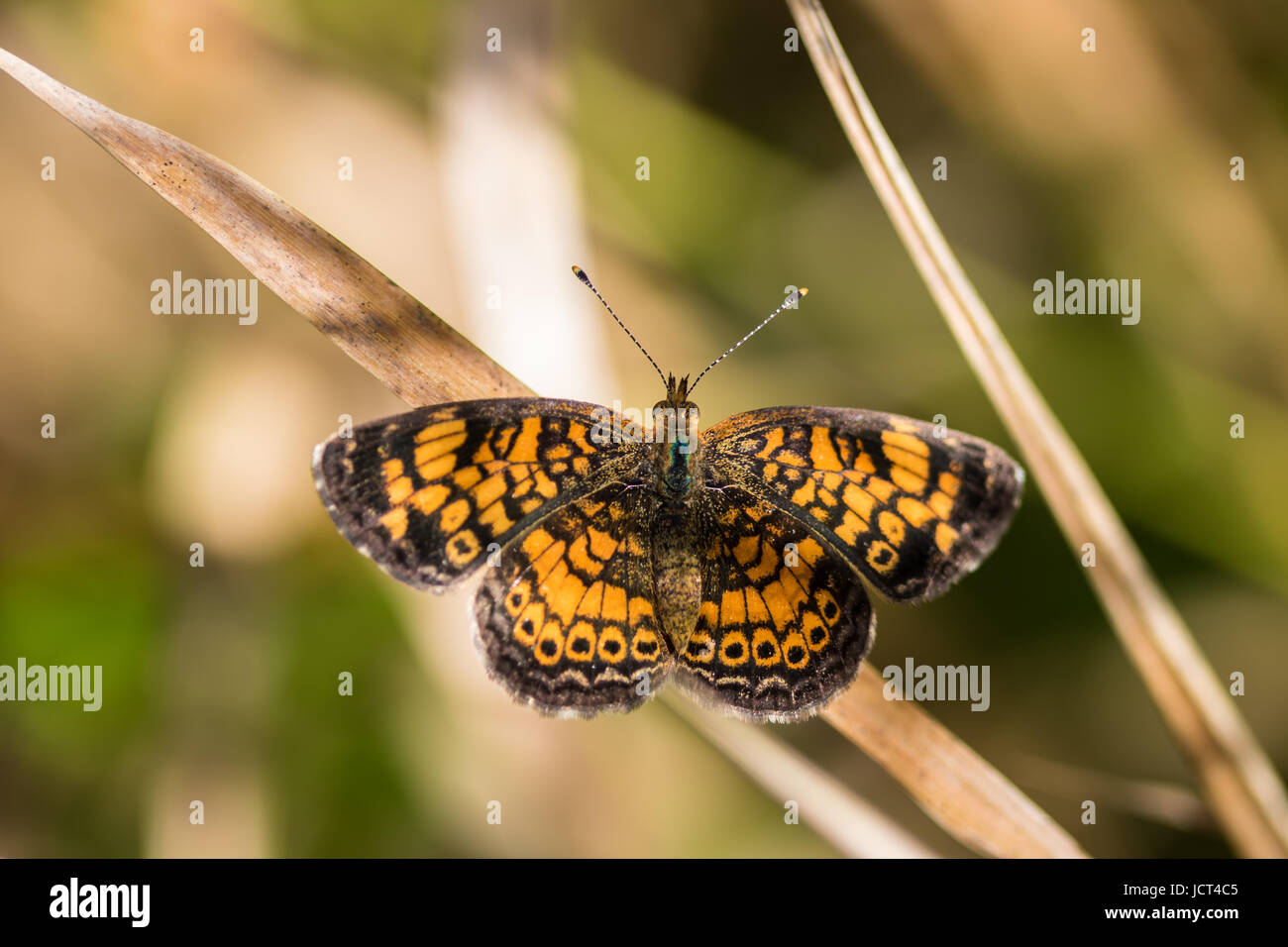 Pearl Crescent Butterfly a Stillwater Riserva della prateria Foto Stock