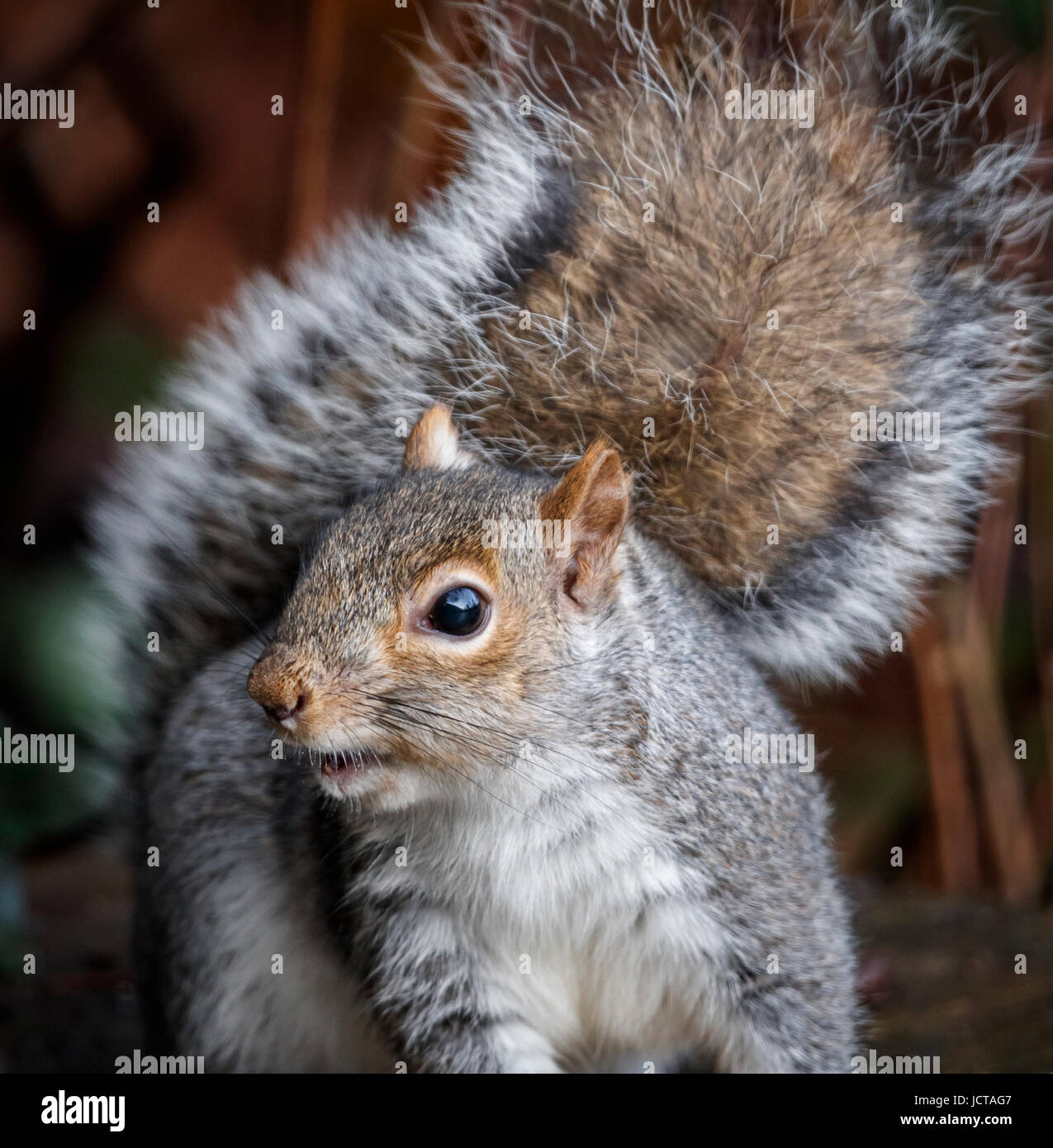 In prossimità di uno scoiattolo grigio o americano scoiattolo grigio, Sciurus carolinensis, un simpatico roditore che è diventato un giardino comune di Pest Foto Stock