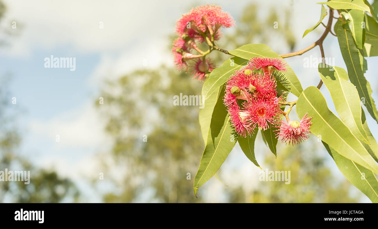 Vista panoramica della Australian fiori di colore rosso e la gomma verde Foglie di eucalipto Foto Stock