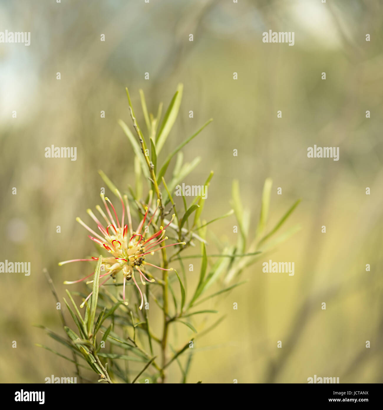 Immagine quadrata di nativi Australiani Flora Grevillea mason spider fiore fiorisce in inverno Foto Stock