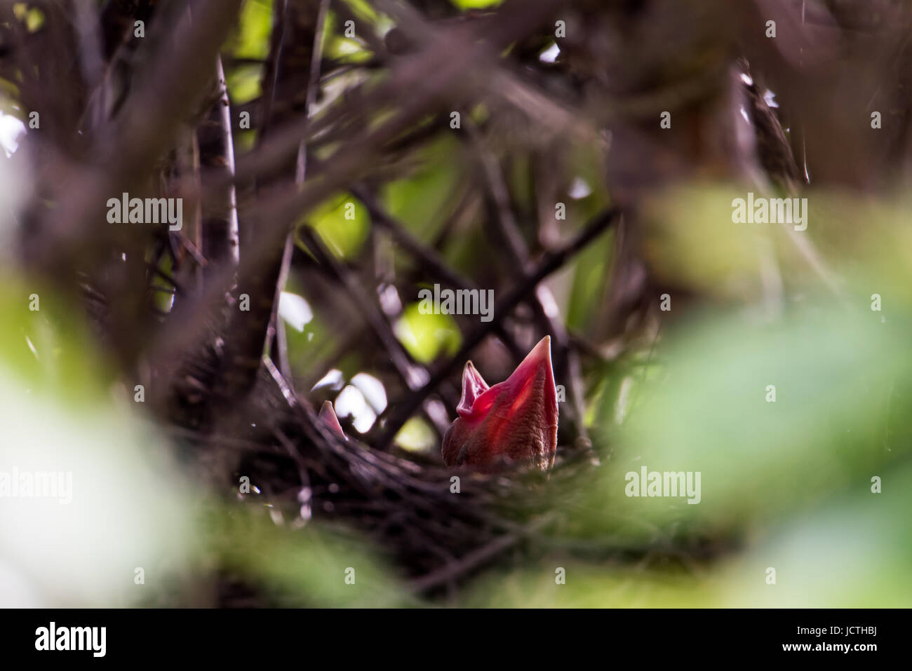 Due della gazza (Pica pica) nidiacei chiamando per il cibo nel nido in giapponese cherrytree 8 metro al di fuori della mia finestra della cucina. Foto Stock
