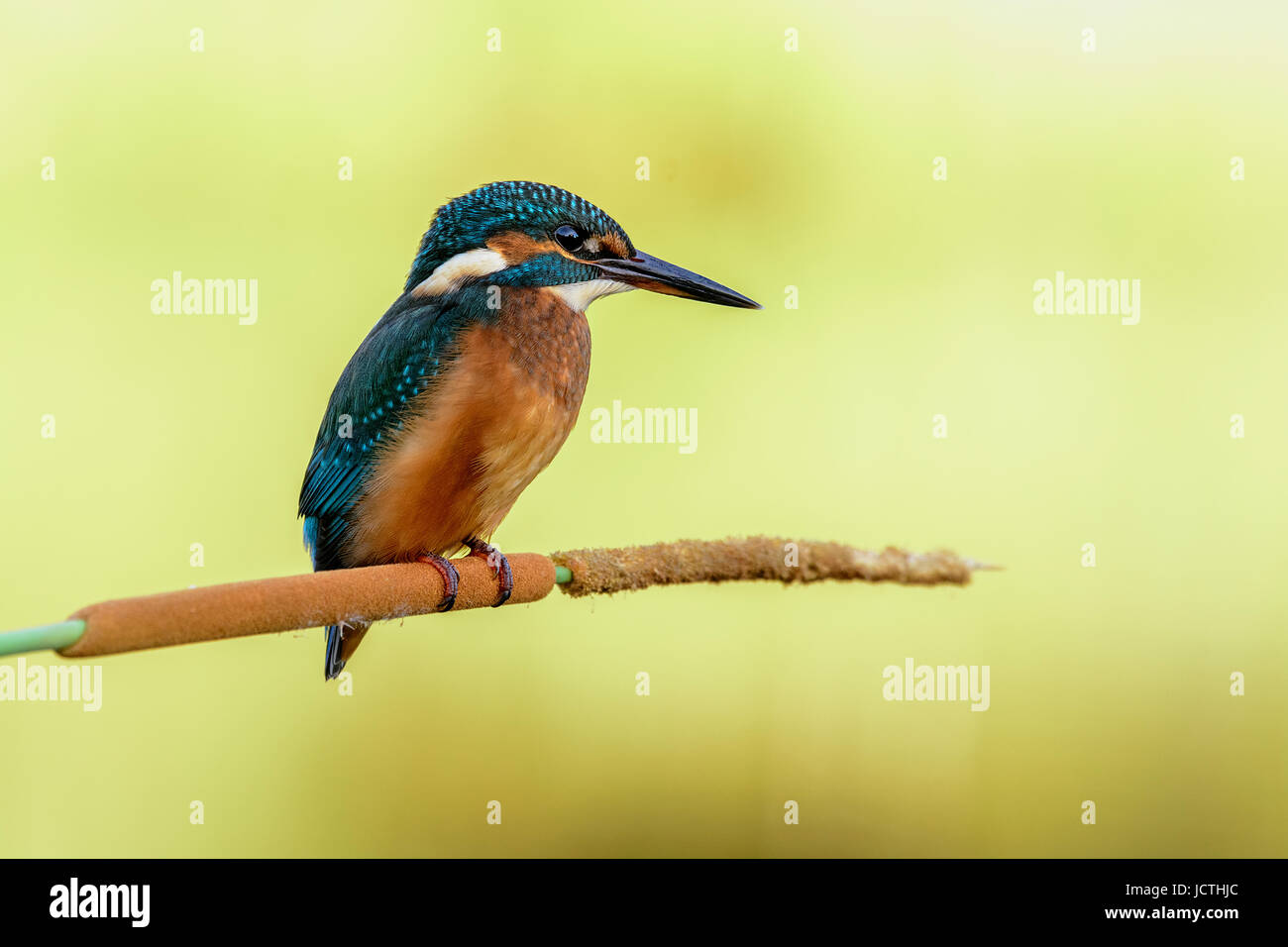 Martin pescatore Foto Stock