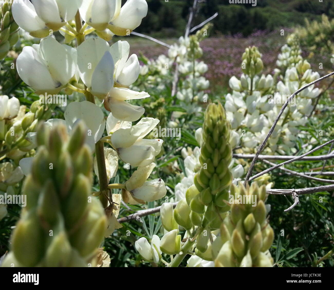 Fioritura di lupino Whiteleaf Foto Stock