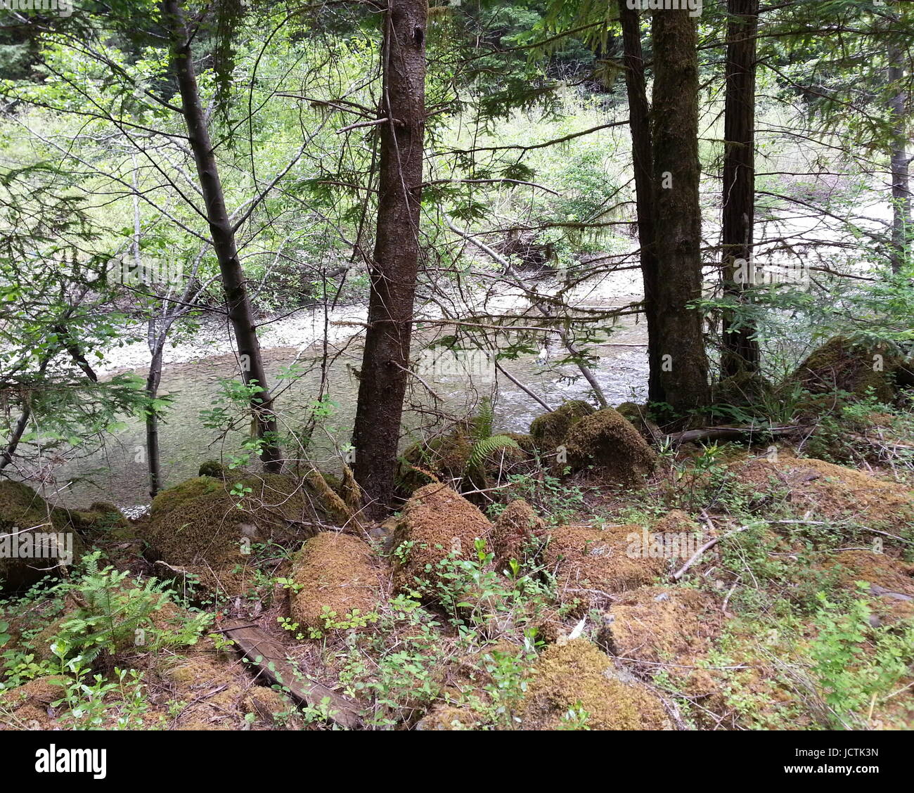 La calma del fiume attraverso la foresta Foto Stock