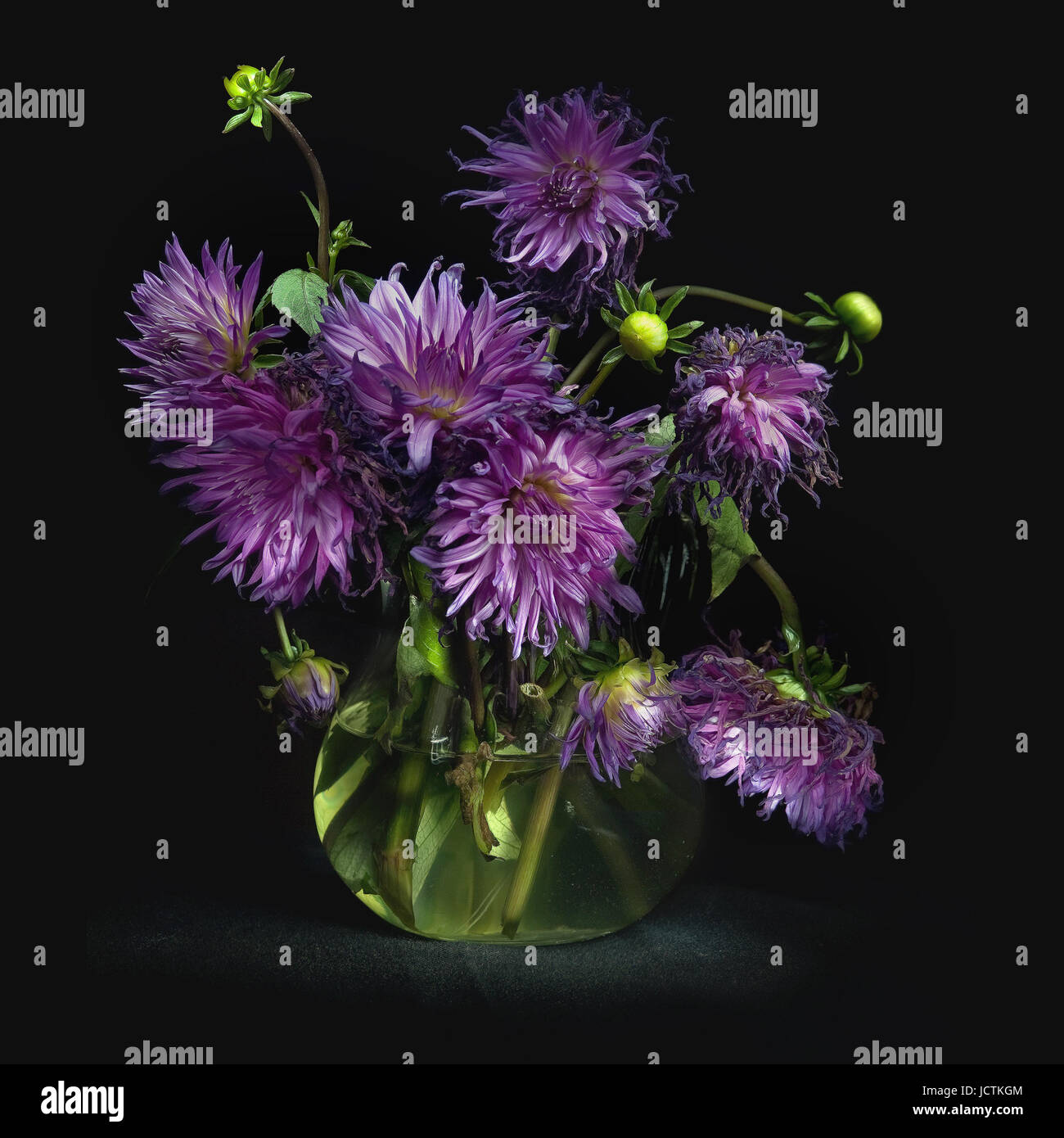 Ancora in vita con un bouquet di lussureggianti viola gli astri in una caraffa di vetro con acqua chiara, illuminato da raggi di luce, su sfondo nero, foto quadrata. Foto Stock