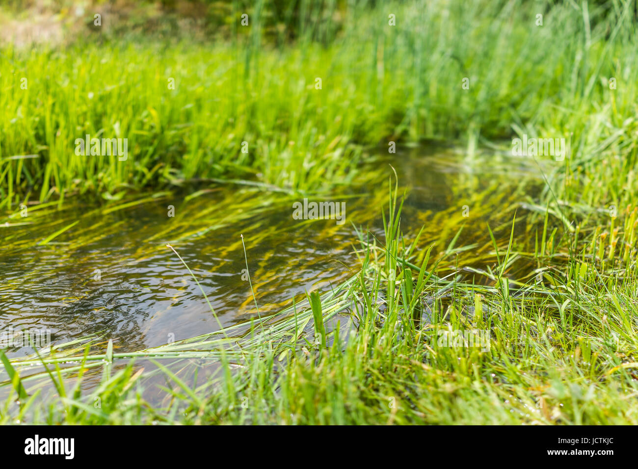 Macro closeup del piccolo torrente fiume con erba che mostra bokeh e texture Foto Stock