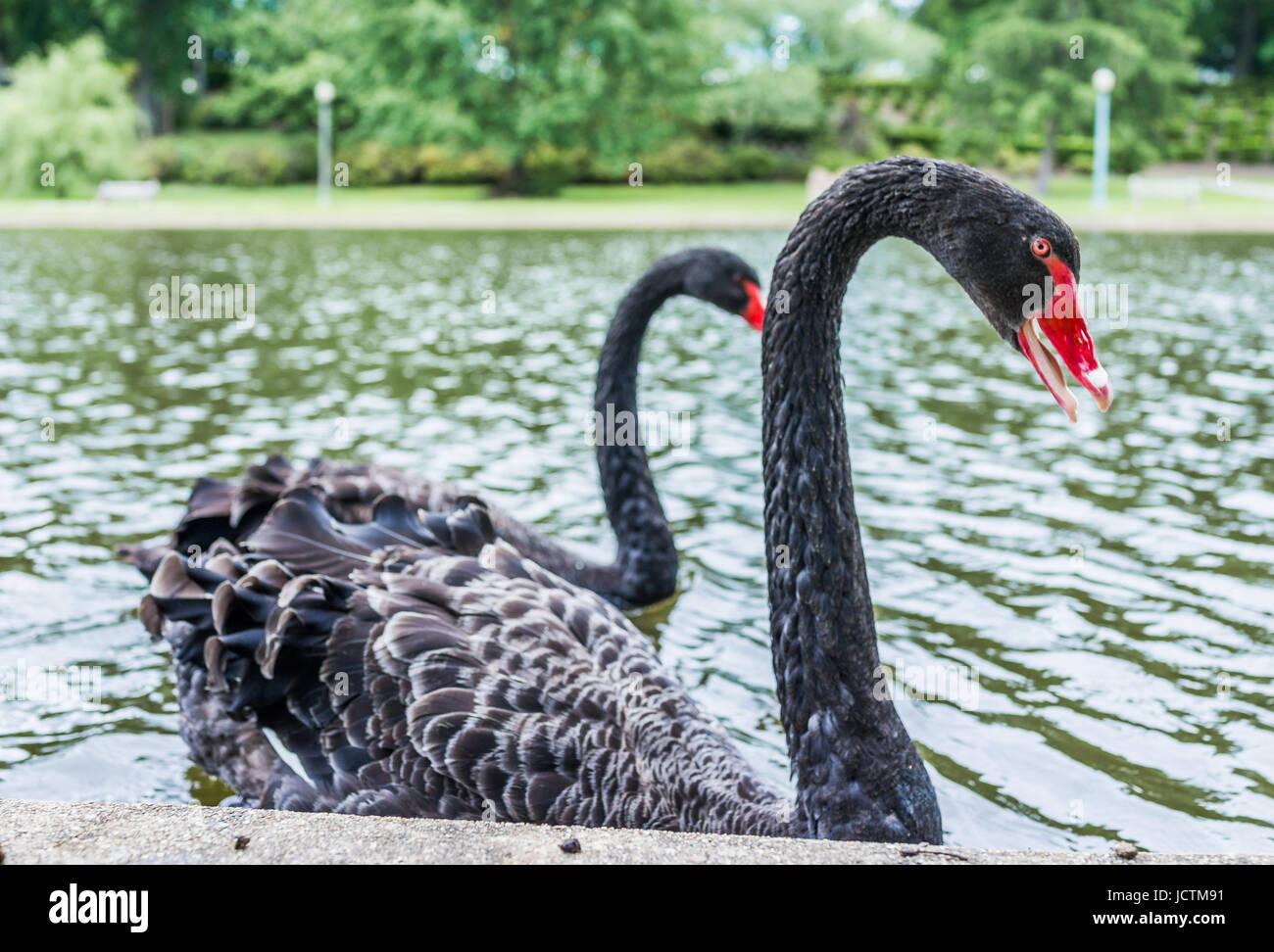 Due cigni neri con becchi rosso nuotare nel lago nel parco durante l'estate Foto Stock