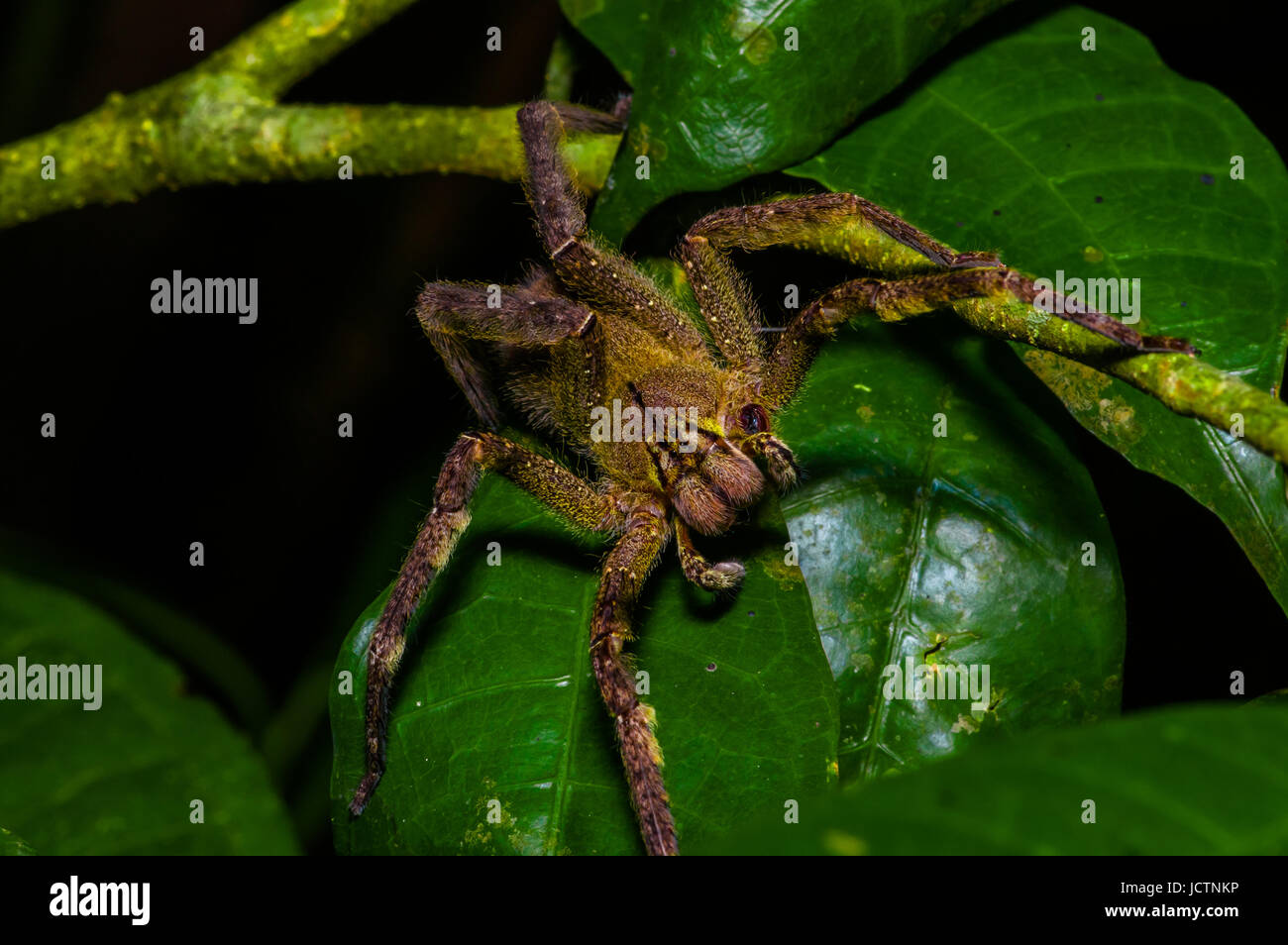 Velenoso ragno errante Phoneutria fera seduto su una foglia di heliconia nella foresta amazzonica in Cuyabeno National Park, Ecuador. Foto Stock