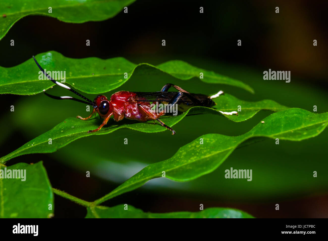 Piccolo insetto rosso seduto su una foglia verde nella foresta amazzonica in Cuyabeno Parco Nazionale, in Ecuador. Foto Stock