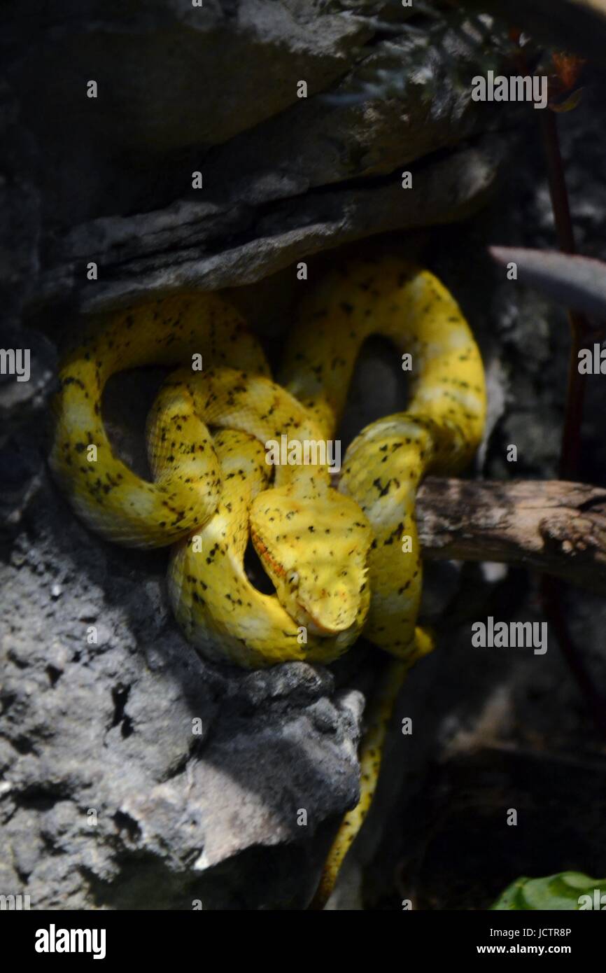 Serpente giallo a Nashville Zoo Foto Stock