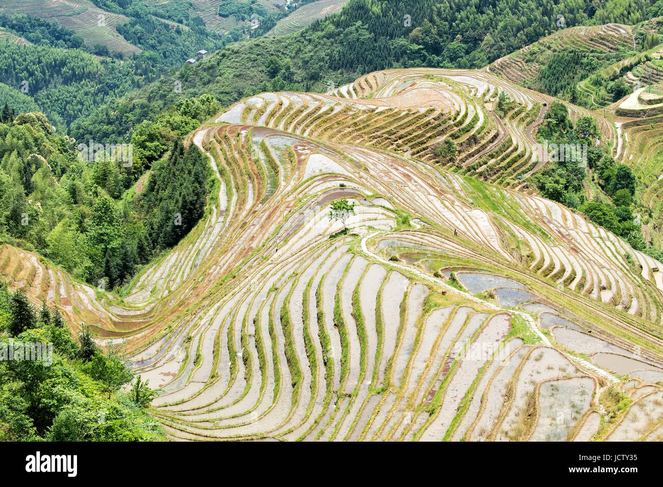 Longji terrazze di riso trova Guilin Guangxi Zhuang Regione Autonoma di Guangxi aka provincia della Cina Foto Stock