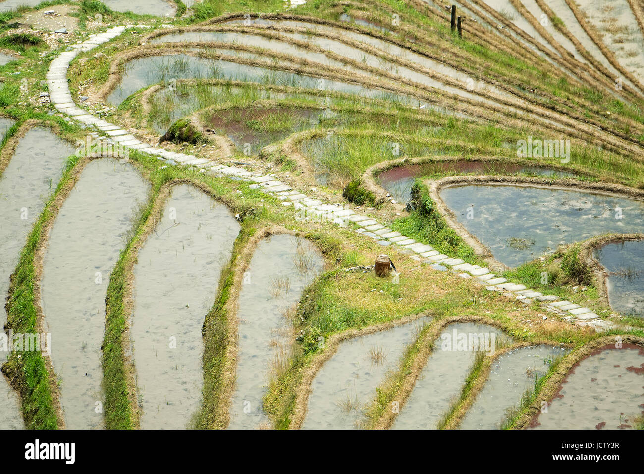 Longji terrazze di riso trova Guilin Guangxi Zhuang Regione Autonoma di Guangxi aka provincia della Cina Foto Stock