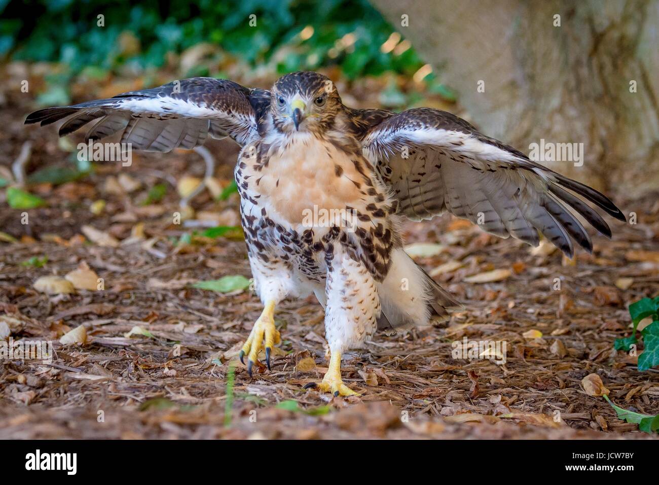 Un rosso-tailed hawk giovane esplora fuori del nido in cima la U.S. Dipartimento di Agricoltura Whitten Building Giugno 14, 2017 a Washington, DC. Red tailed hawks ben adattato per gli ambienti urbani la deposizione delle uova un nuovo soprannome di città di falchi. Foto Stock