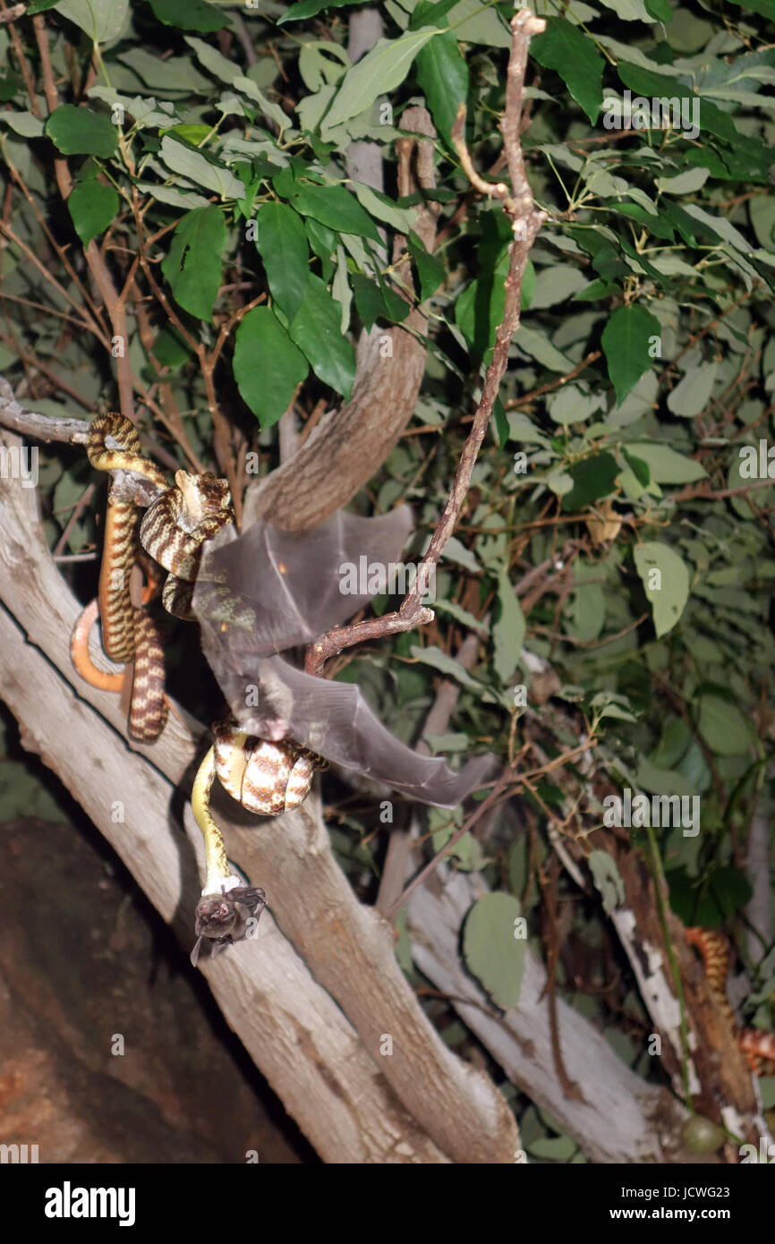 Una Bat vola passato la notte in attesa tiger serpenti (Boiga irregularis) all entrata della caverna, mentre un altro non è così fortunati. Undara National Park, outback Regina Foto Stock