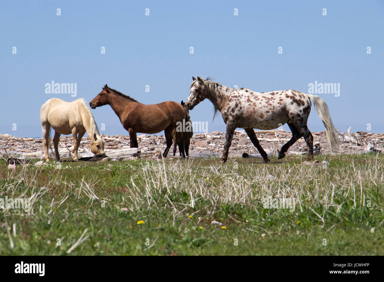 Cavalli selvaggi a Pollets Cove nel Maine Foto Stock