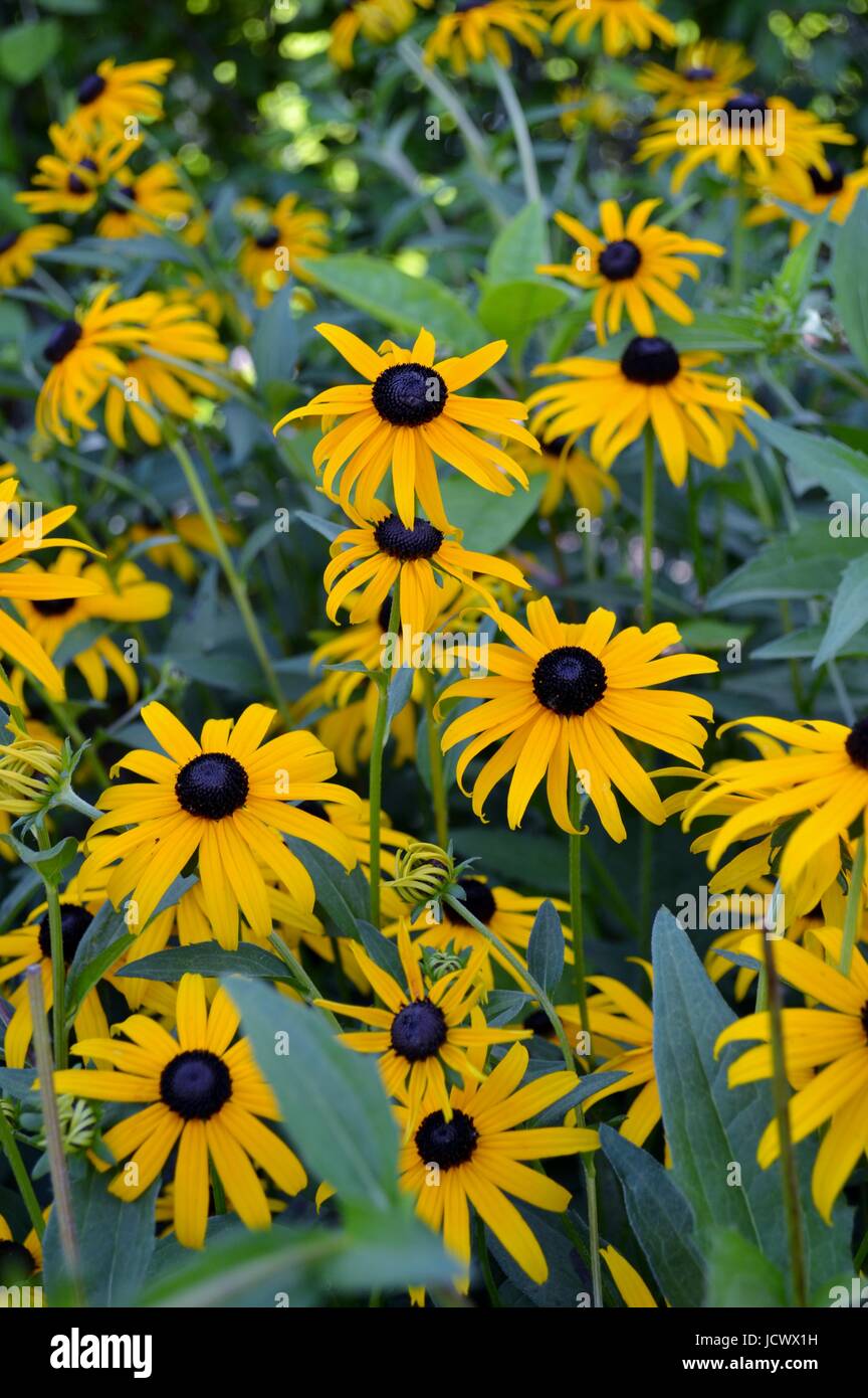 Campo dei Black Eyed Susan Foto Stock