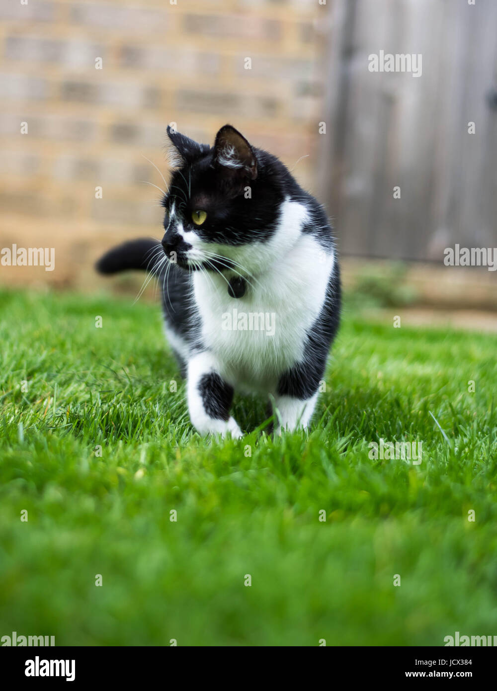 Piccoli Black & White kitten esplorare Foto Stock