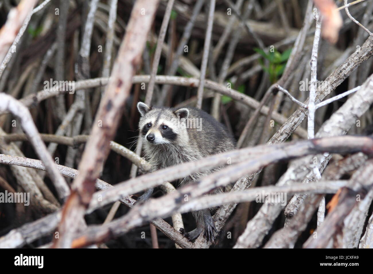 Raccoon in le mangrovie Foto Stock