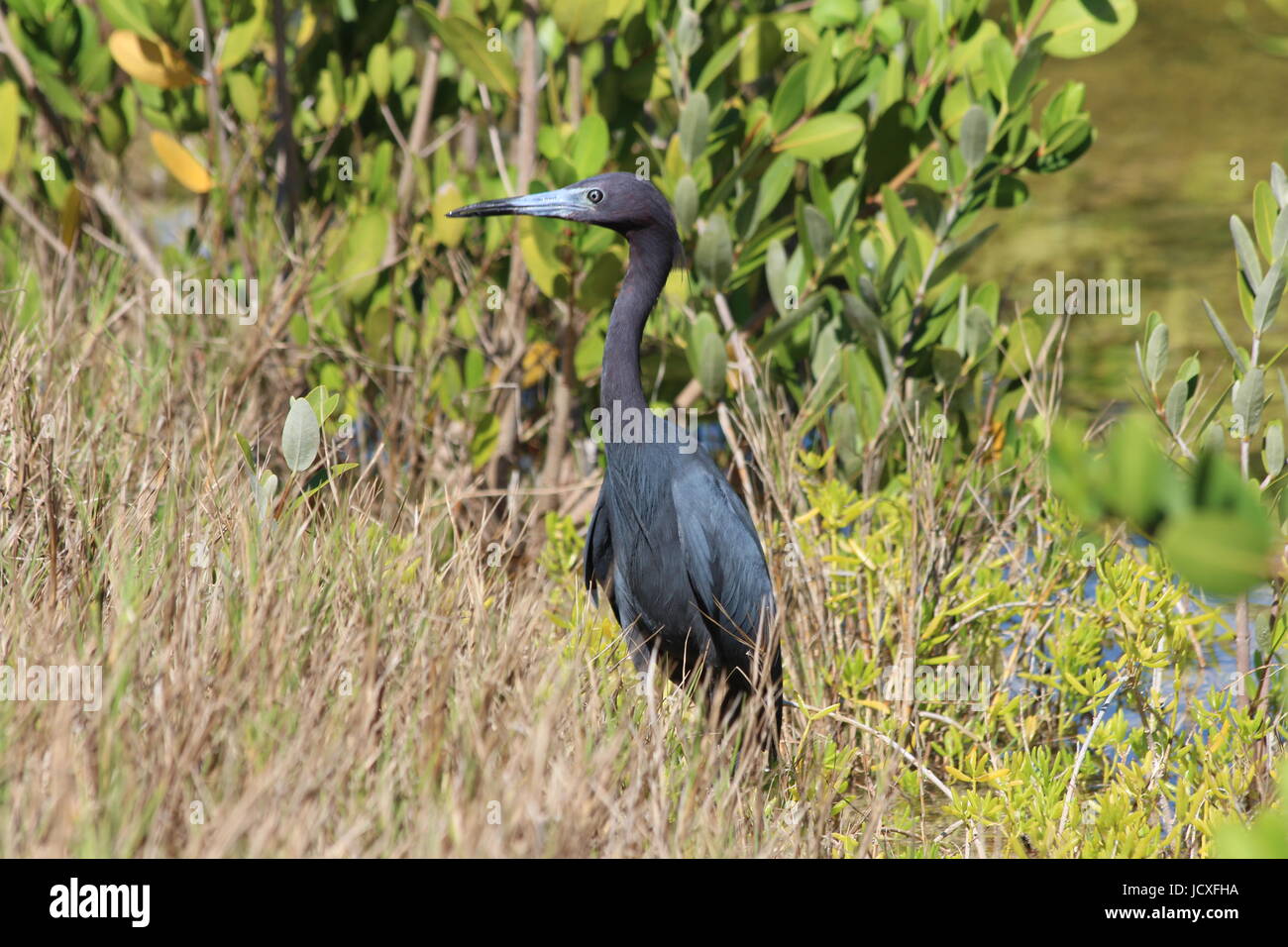 Piccolo airone cenerino a J.N. "Ing" Darling National Wildlife Refuge Foto Stock