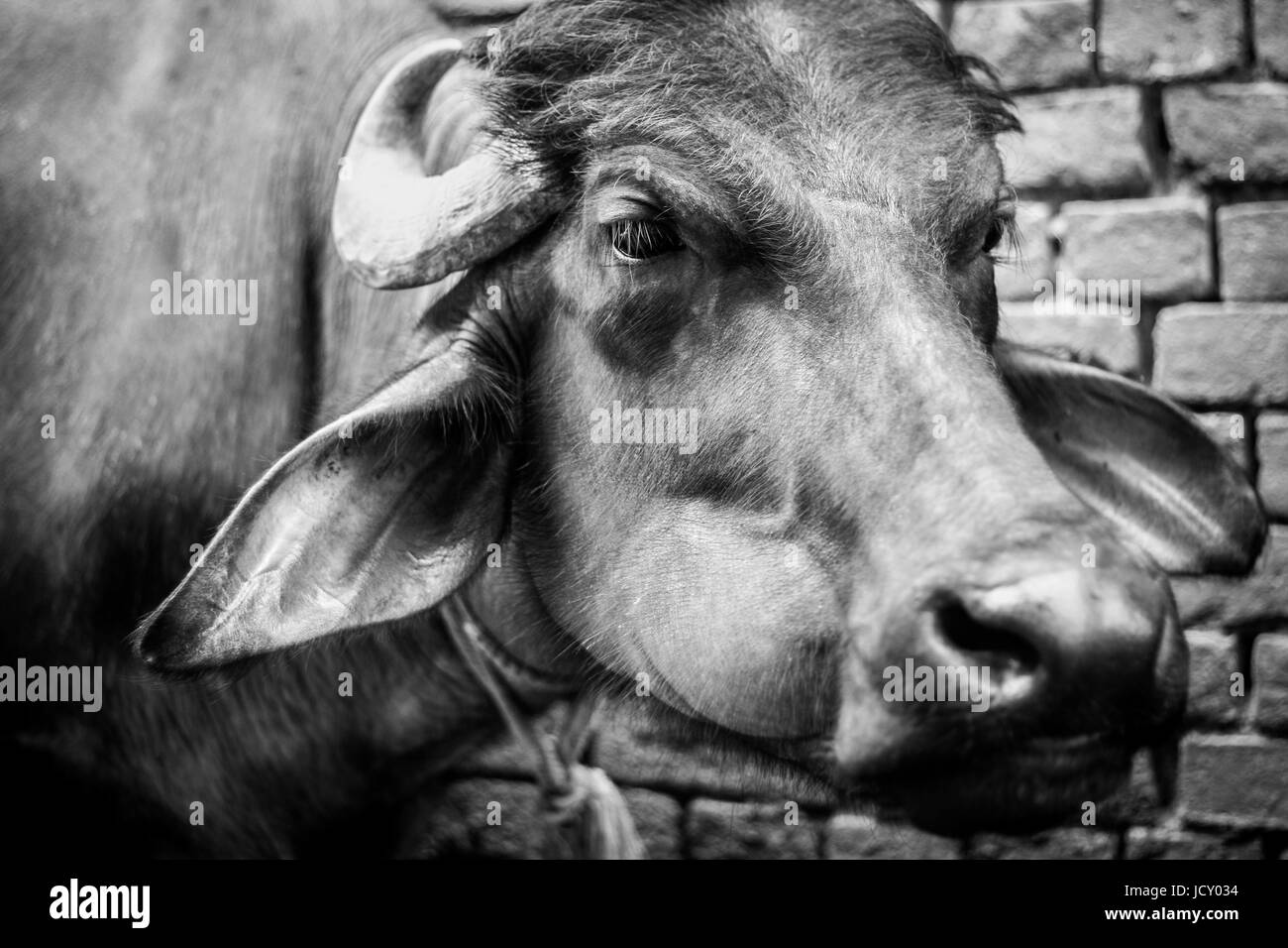 Animale e headshot immagine ritratto di Asian Bufalo d'acqua. Un incredibile in bianco e nero di close-up di un testa di buffalo. Un potente bestia da soma in Asia Foto Stock