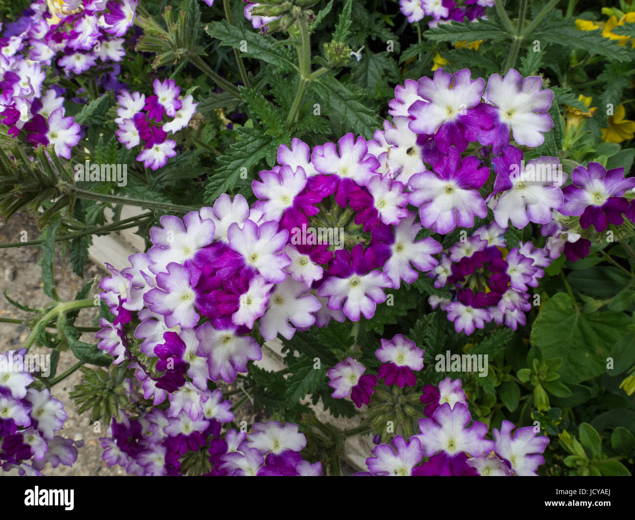 Close up dei fiori di Verbena Sparkle viola scuro Foto Stock