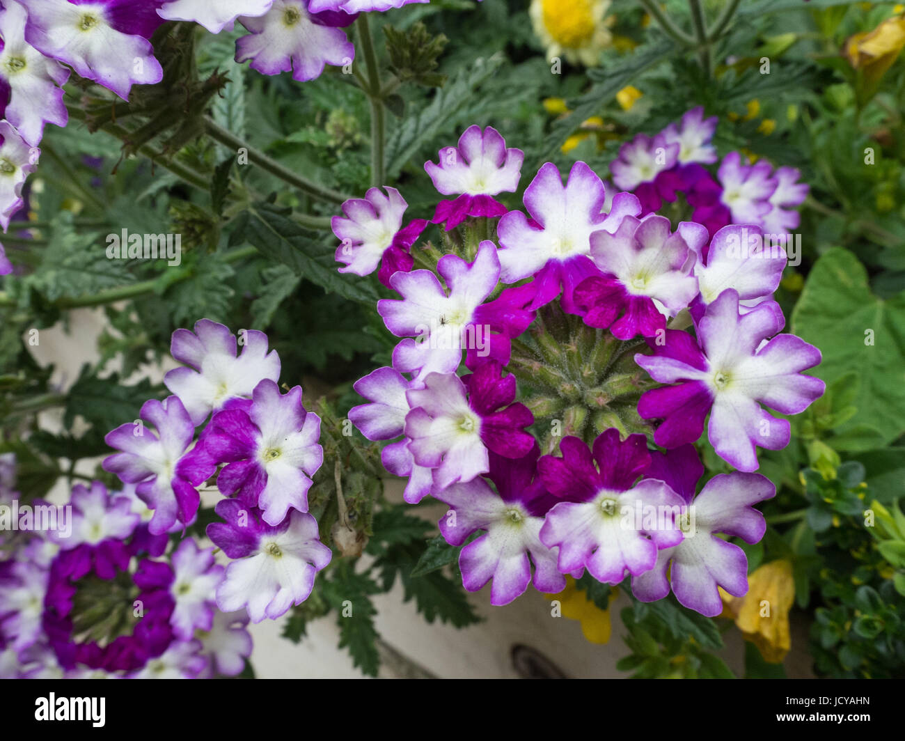 Close up dei fiori di Verbena Sparkle viola scuro Foto Stock