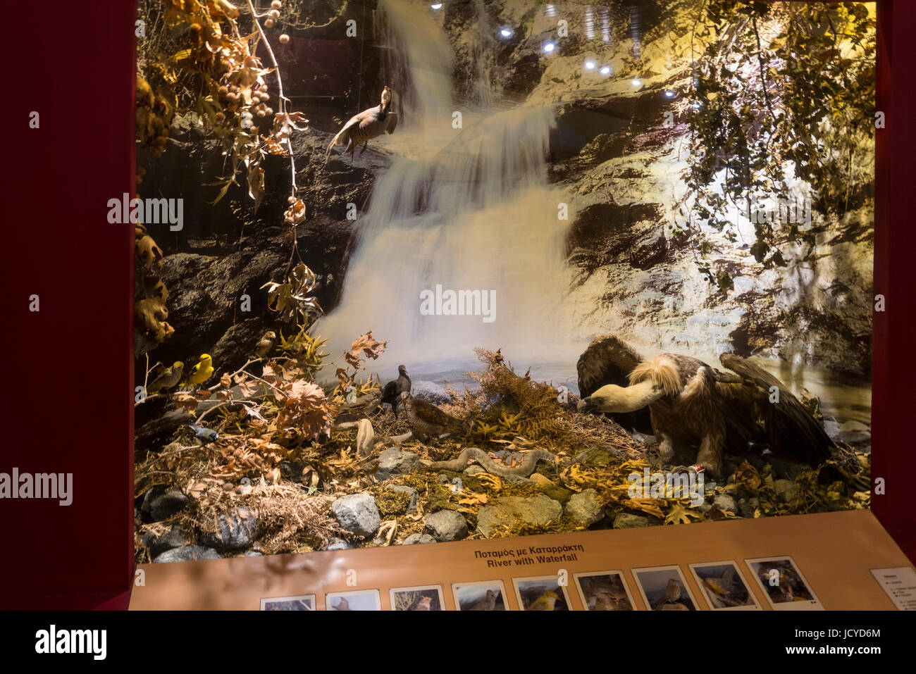 In Troodos Visitor Center, esibizioni di animali, nei pressi di piazza, distretto di Limassol, Cipro Foto Stock