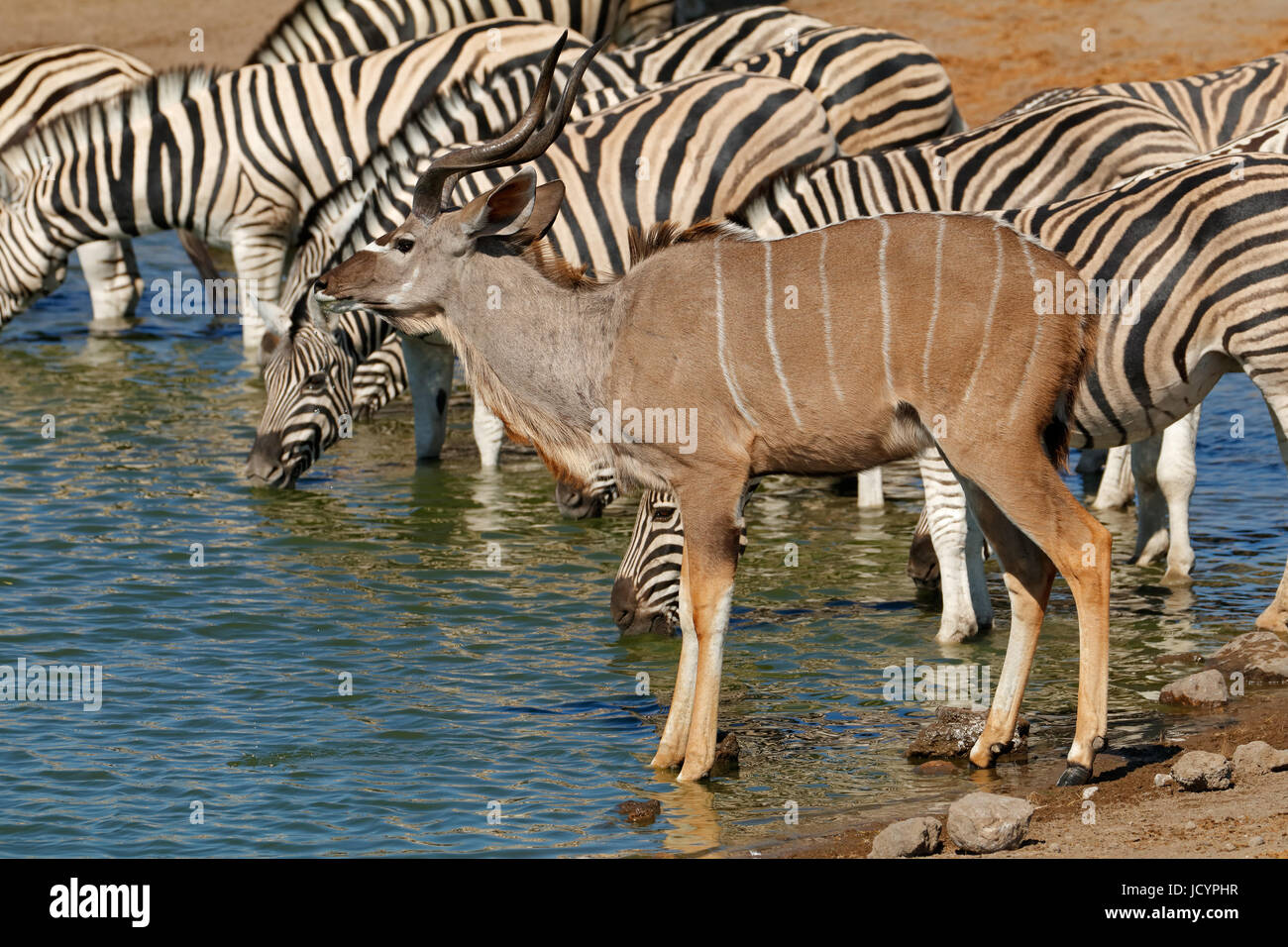 Un kudu antilope e pianure zebre a Waterhole, il Parco Nazionale di Etosha, Namibia Foto Stock