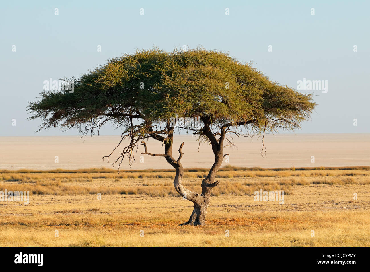 Paesaggio con un Thorn Tree e prati, il Parco Nazionale di Etosha, Namibia Foto Stock