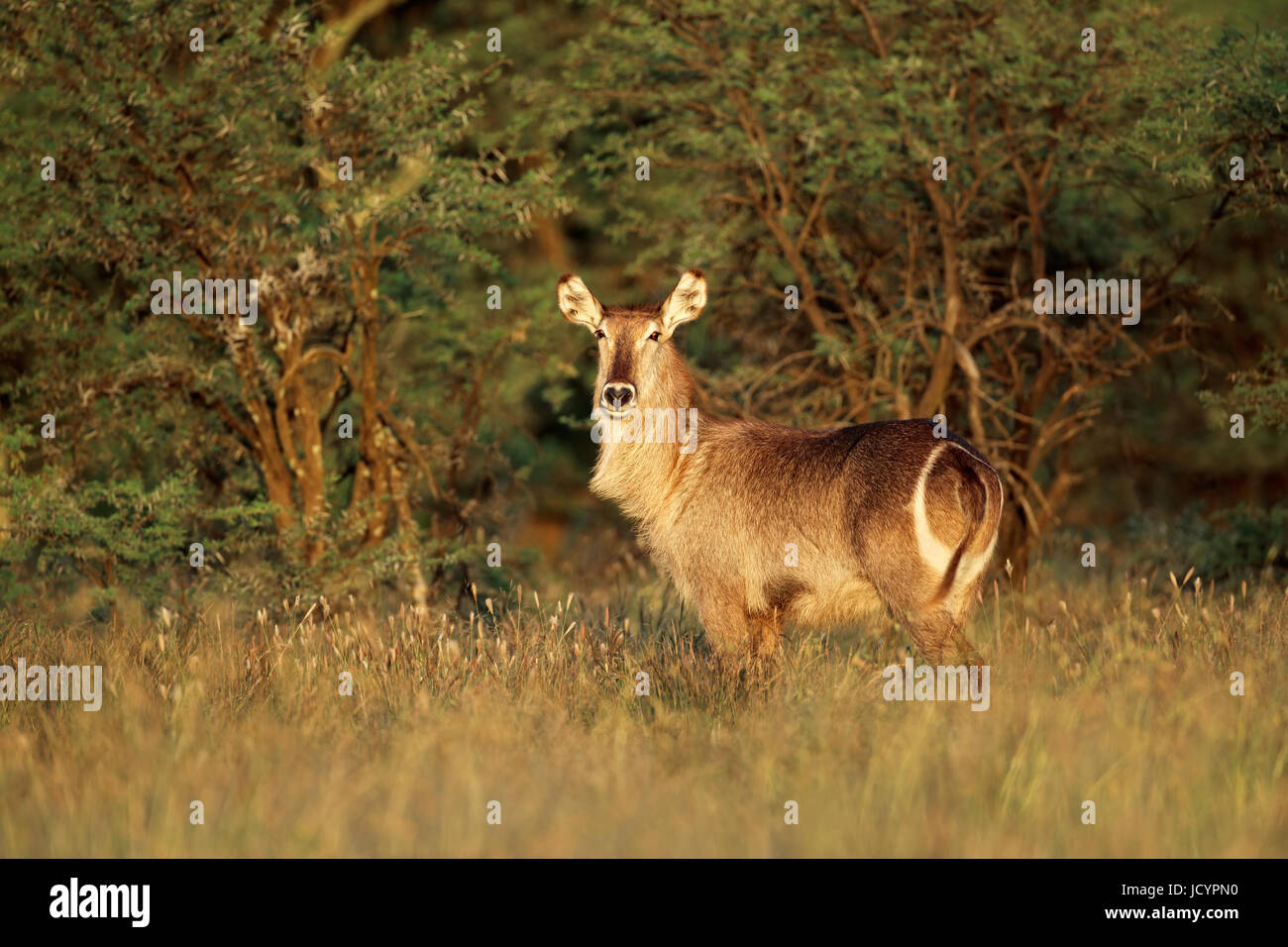 Antilope Waterbuck (Kobus ellipsiprymnus) nel tardo pomeriggio di luce, Sud Africa Foto Stock