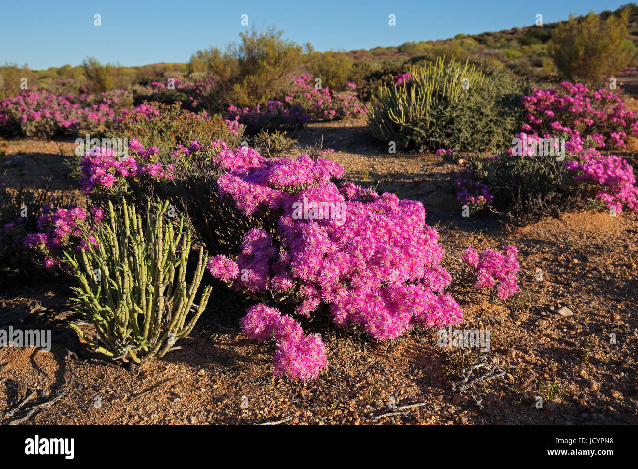 Colorati fiori selvatici, Namaqualand, Northern Cape, Sud Africa Foto Stock