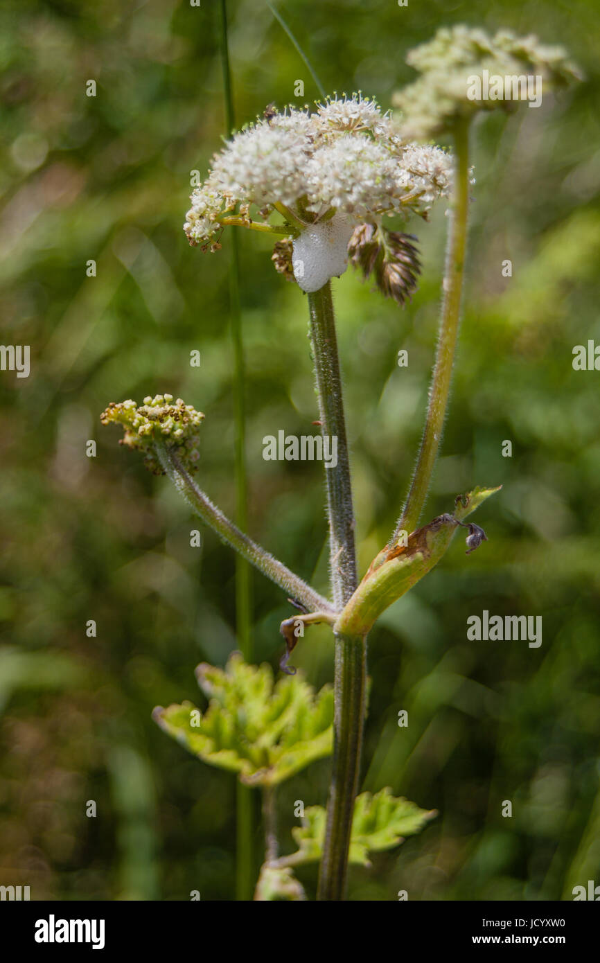 Il cuculo sputare su lâ Elderflower Foto Stock