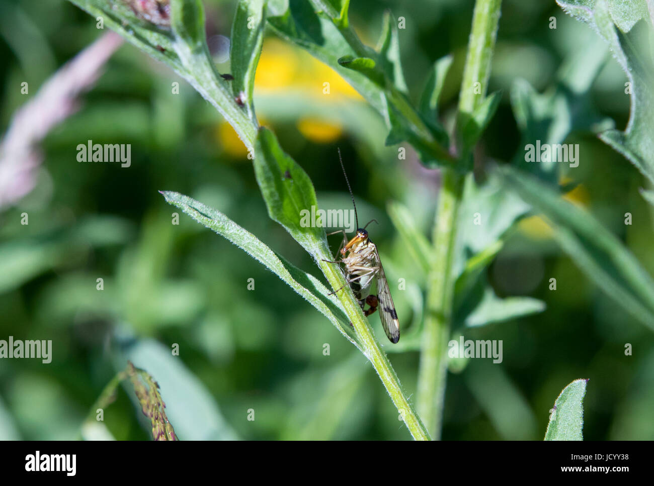 Scorpion volare sul gambo di pianta Foto Stock