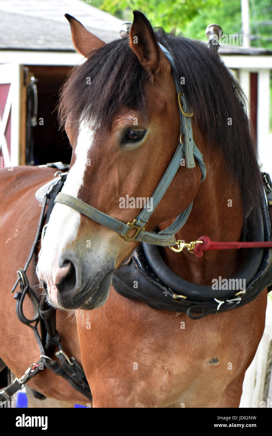 Cavalli a un equino progetto horse farm rescue godono di libertà e di pace. Foto Stock